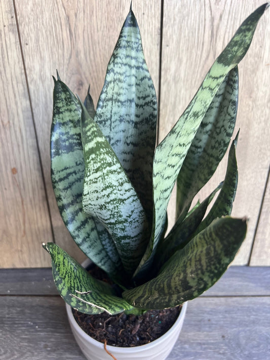 Sansevieria Futura Robusta in 6” pot, Robust Snake Plant