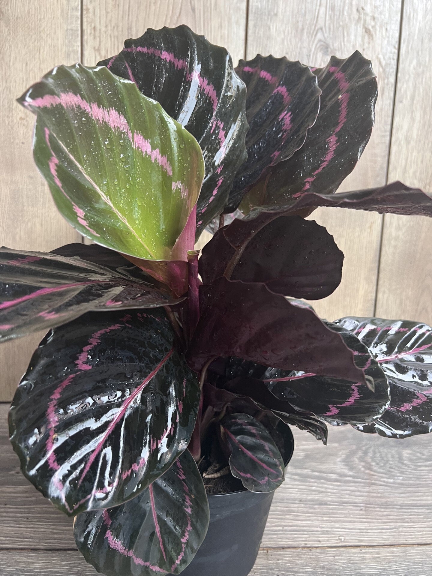 Calathea Dottie in 6" Pot, prayer plant