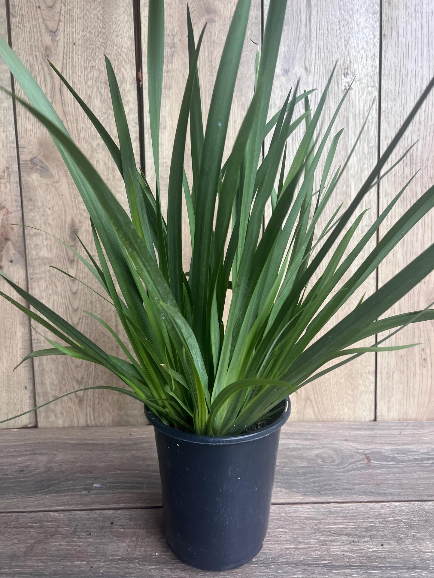 White African  Iris,  Dietes Iridioides,  Fortnight Lily, African Iris White in 6" Pot