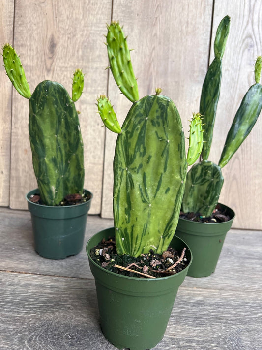 Variegated Opuntia, prickly pear variegated in 4" Pot, opuntia cactus