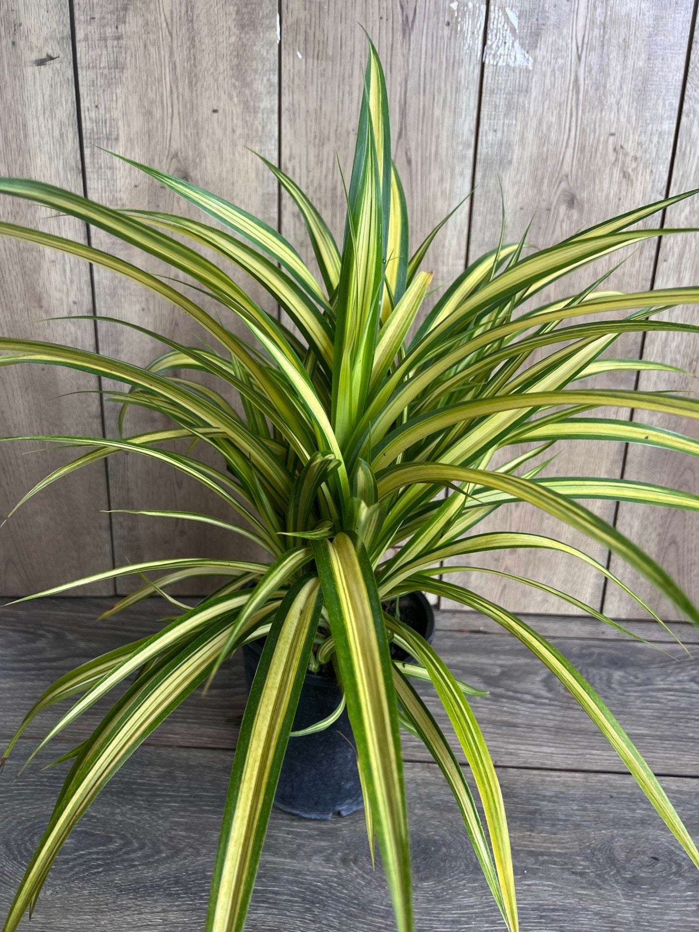 Pandanus baptistii Aureus - Variegated Dwarf Pandanus in 1/2 Gallon Pot,  pandan