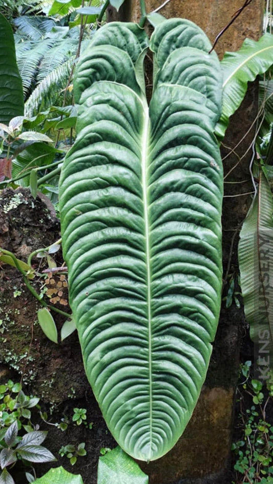 Anthurium veitchii ,king anthurium-in 4" Pot