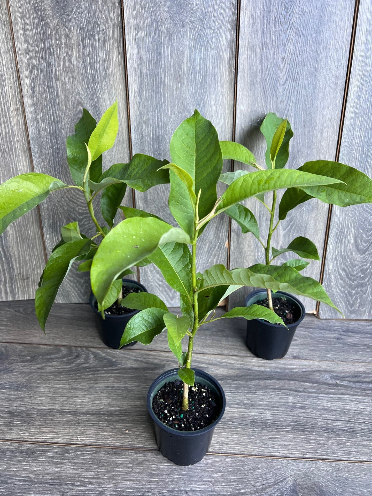 Magnolia champaca, Michelia champaca in 4" Pot, Joy Perfume Tree, cempaka