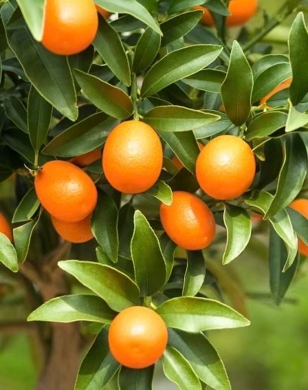 Meiwa Kumquat tree in Half Gallon pot, grafted,  Florida Shipping Only