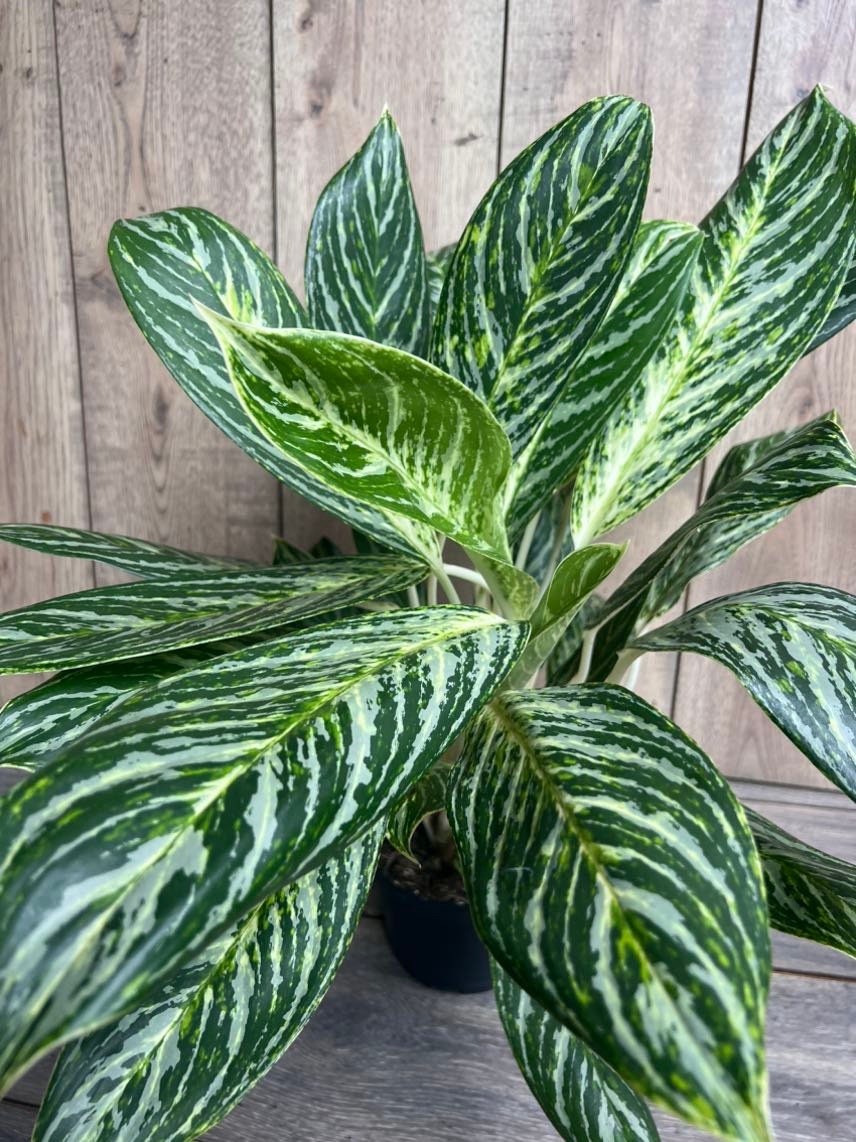 Aglaonema Golden Madonna in 6" Pot