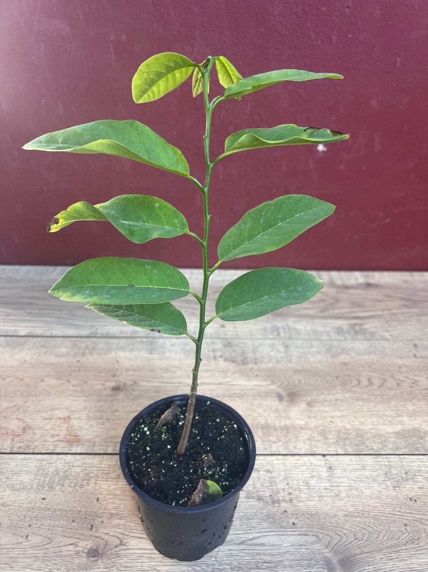 Sugar Apple in 4" pot , Srikaya, Annona Squamosa, Sweetsop Tree