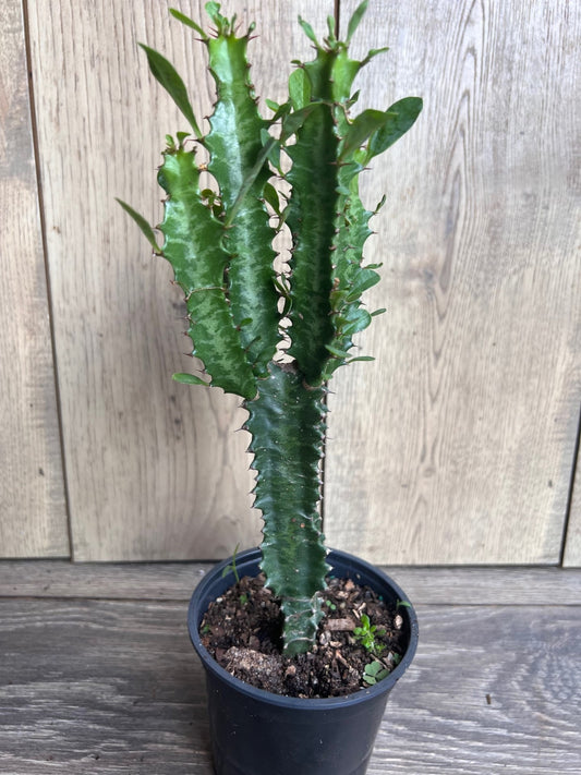 Trigona Green in 4", African Milk Tree, Cactus, Succulent, Live plant