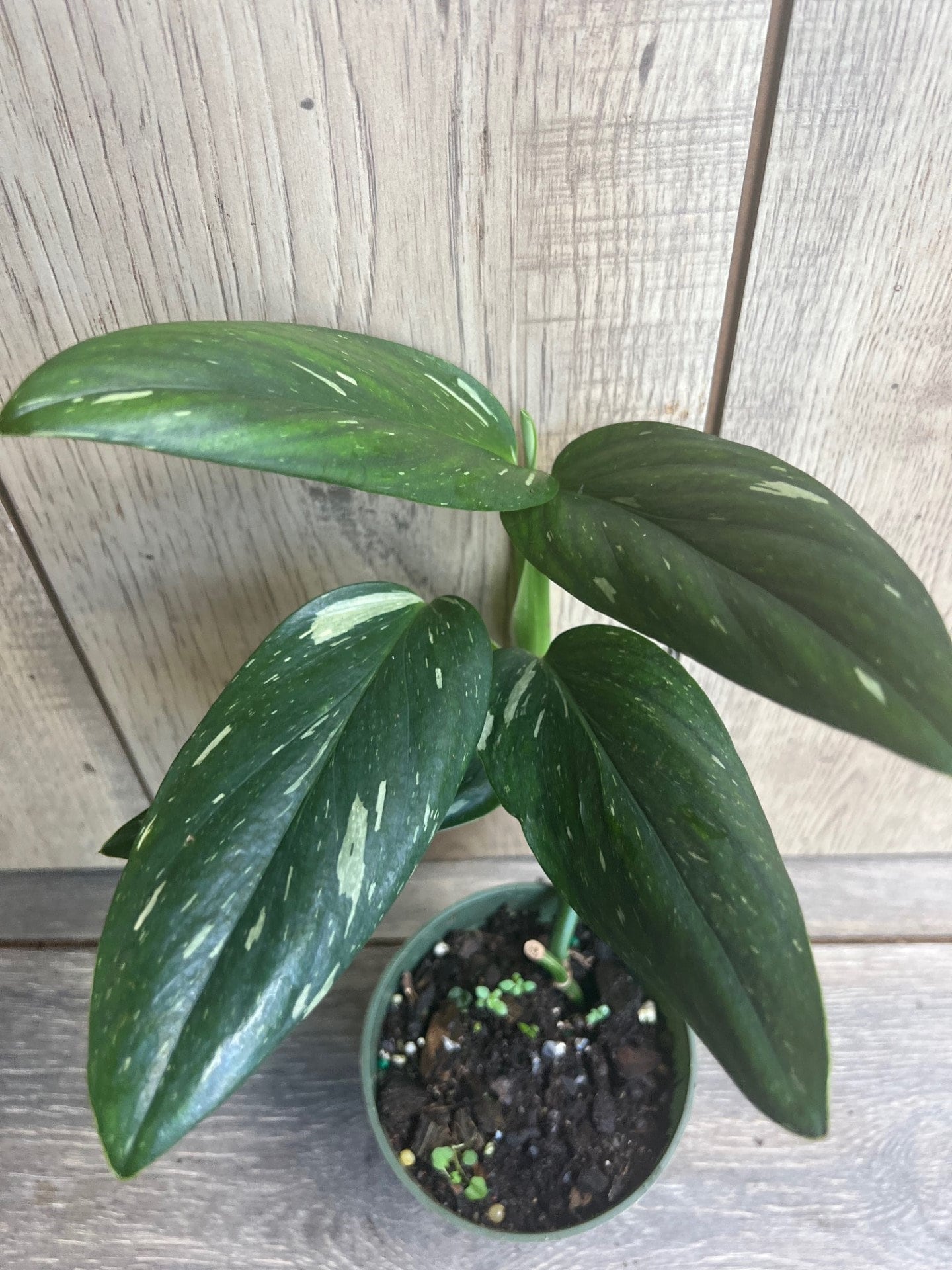 Monstera Standleyana Albo in 4" Pot , Philodendron Cobra