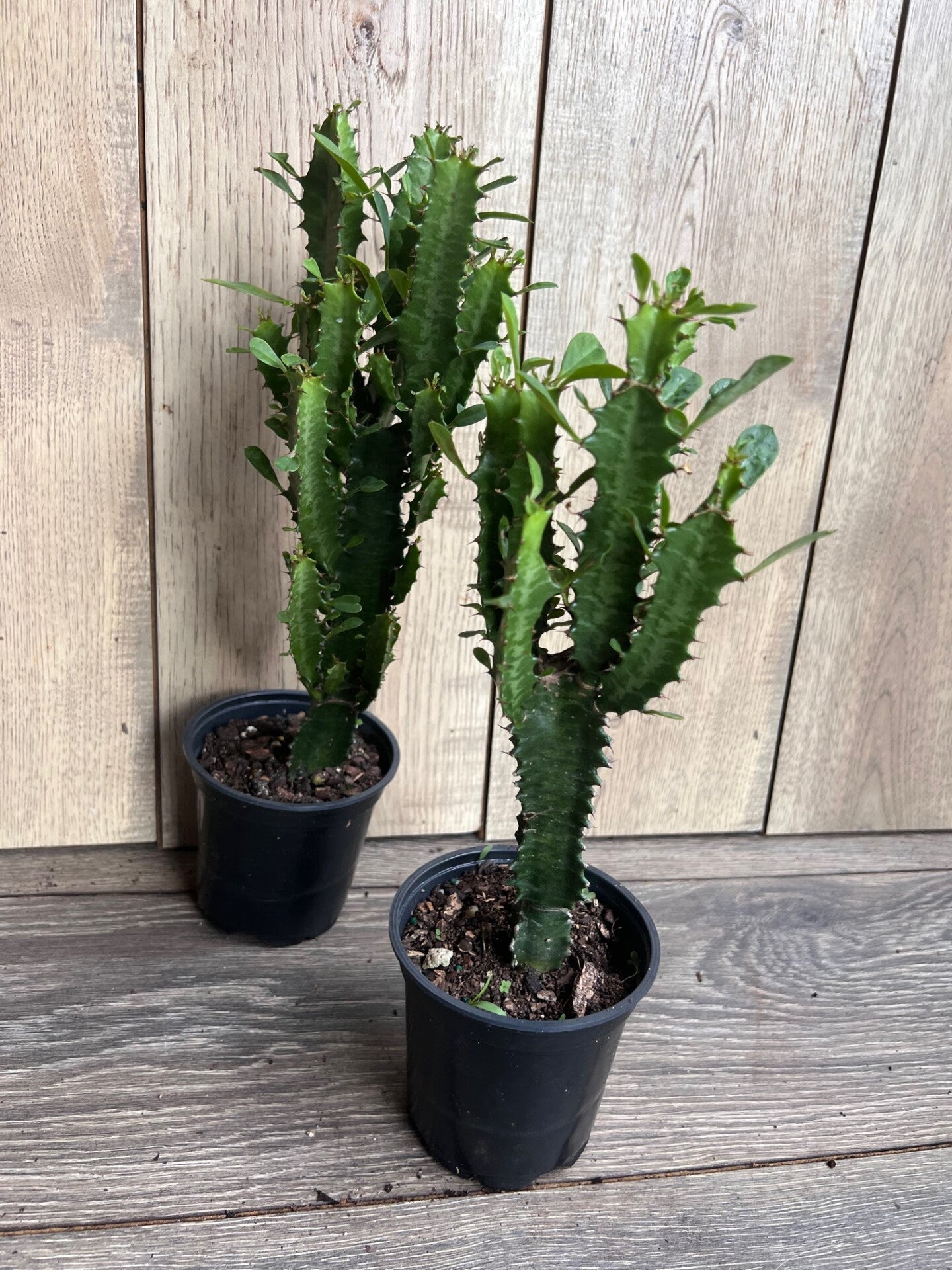 Trigona Green in 4", African Milk Tree, Cactus, Succulent, Live plant