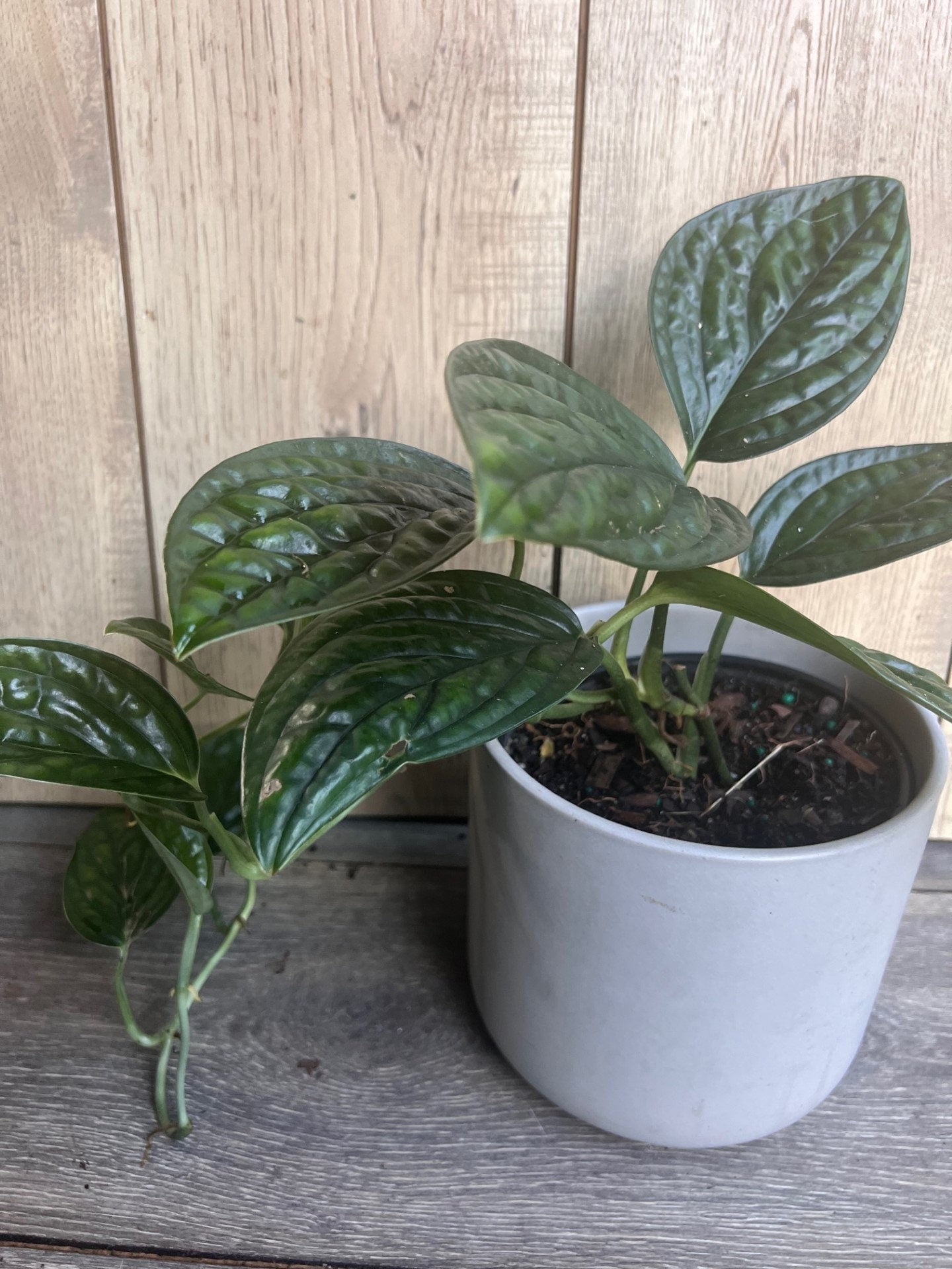Monstera Peru in 6" pot, House Plant