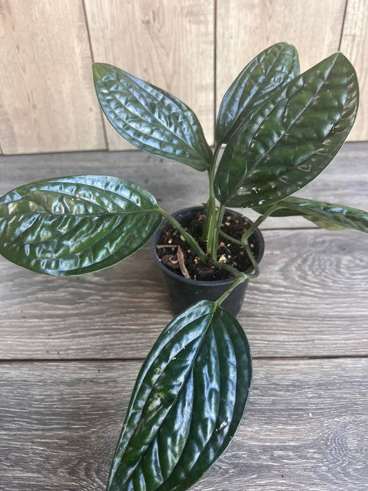 Monstera Peru in 4" pot, House Plant