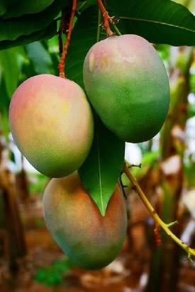 Grafted Jakarta Mango in 1/2 gallon pot