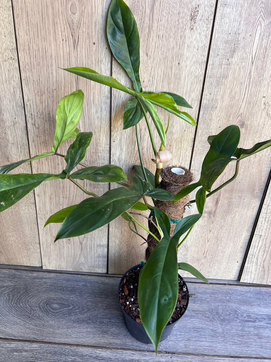 Philodendron 69686 in 6" pot, Philo 69