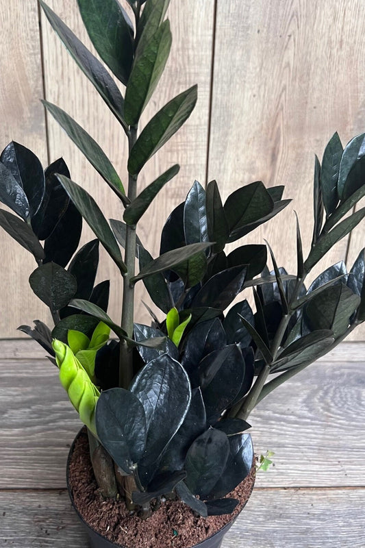 Black Raven ZZ, dark zz plant 4" Pot, Zamioculcas zamiifolia raven
