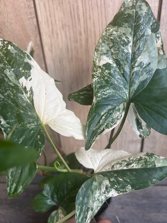 Syngonium Podophyllum Albo-Variegatum in 4" Pot