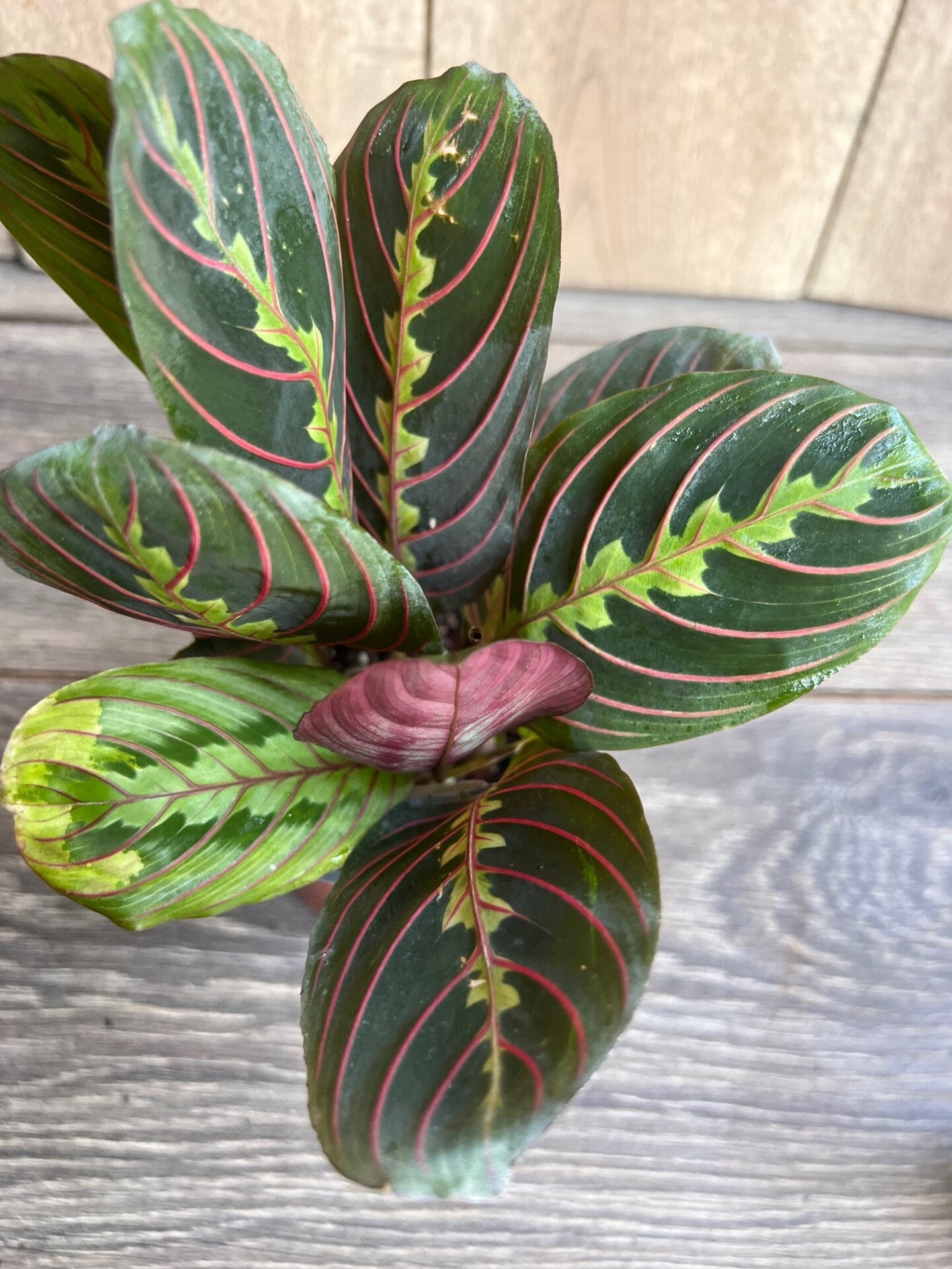 Maranta Red in 4" Pot