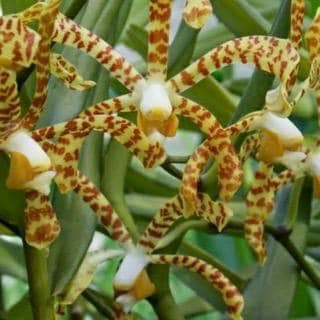 Scorpion orchid in 4" Pot, Arachnis,  Aranda orchid