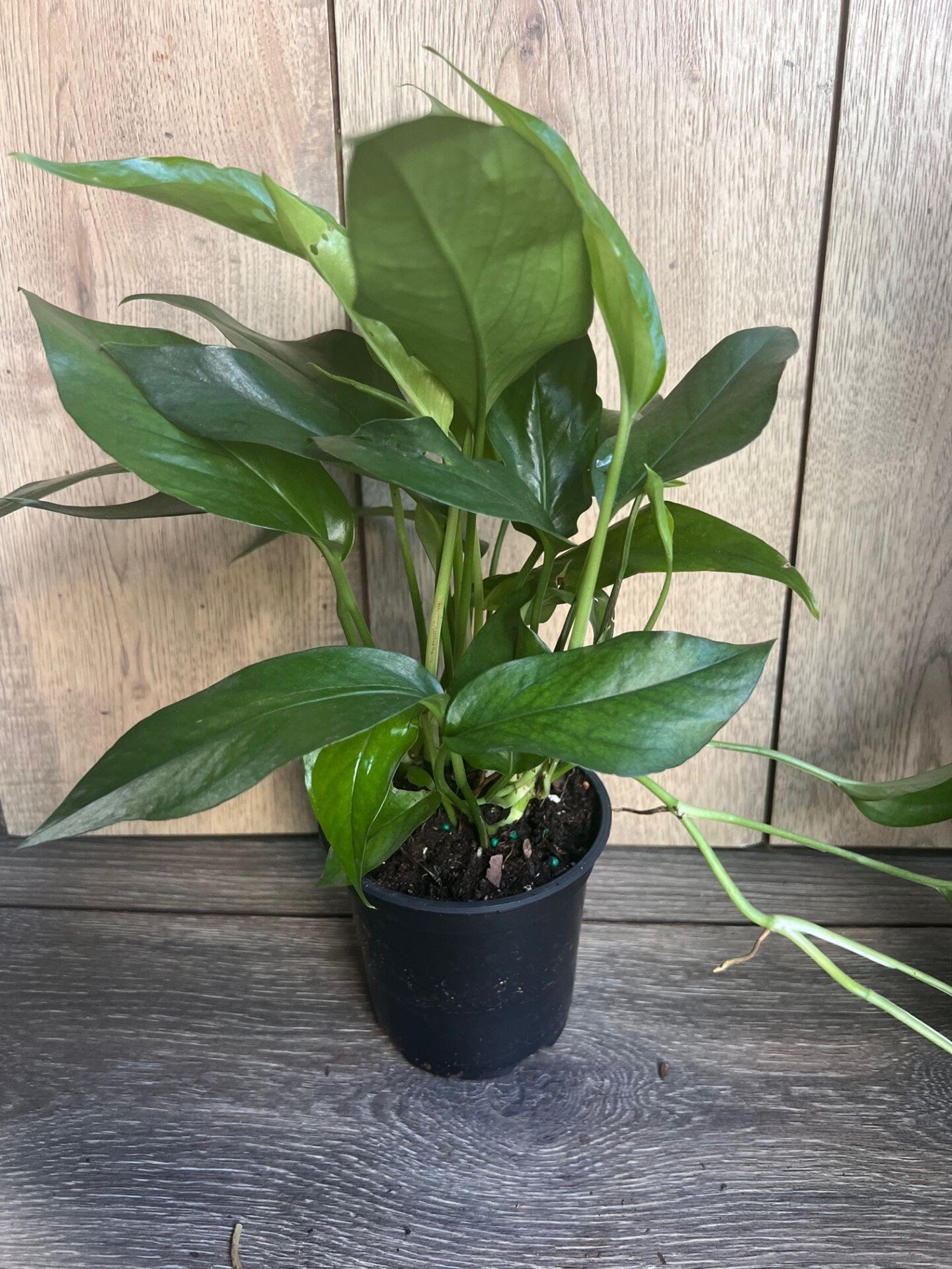 Baltic Blue Pothos, Epipremnum pinnatum in 4" Pot