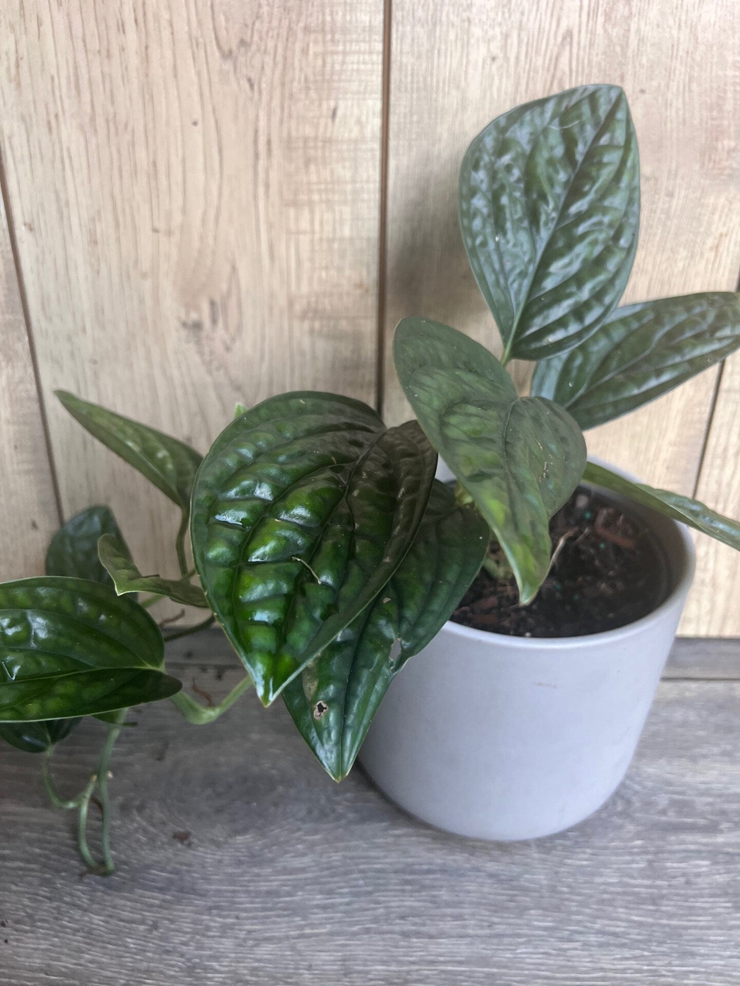 Monstera Peru in 6" pot, House Plant
