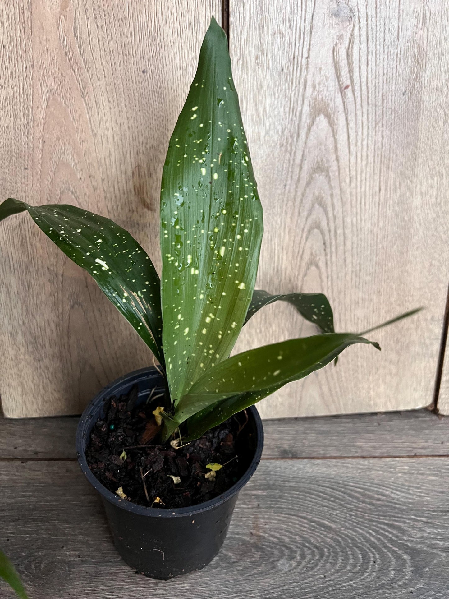 Aspidistra Elatior 'Milky Way' 4" Pot