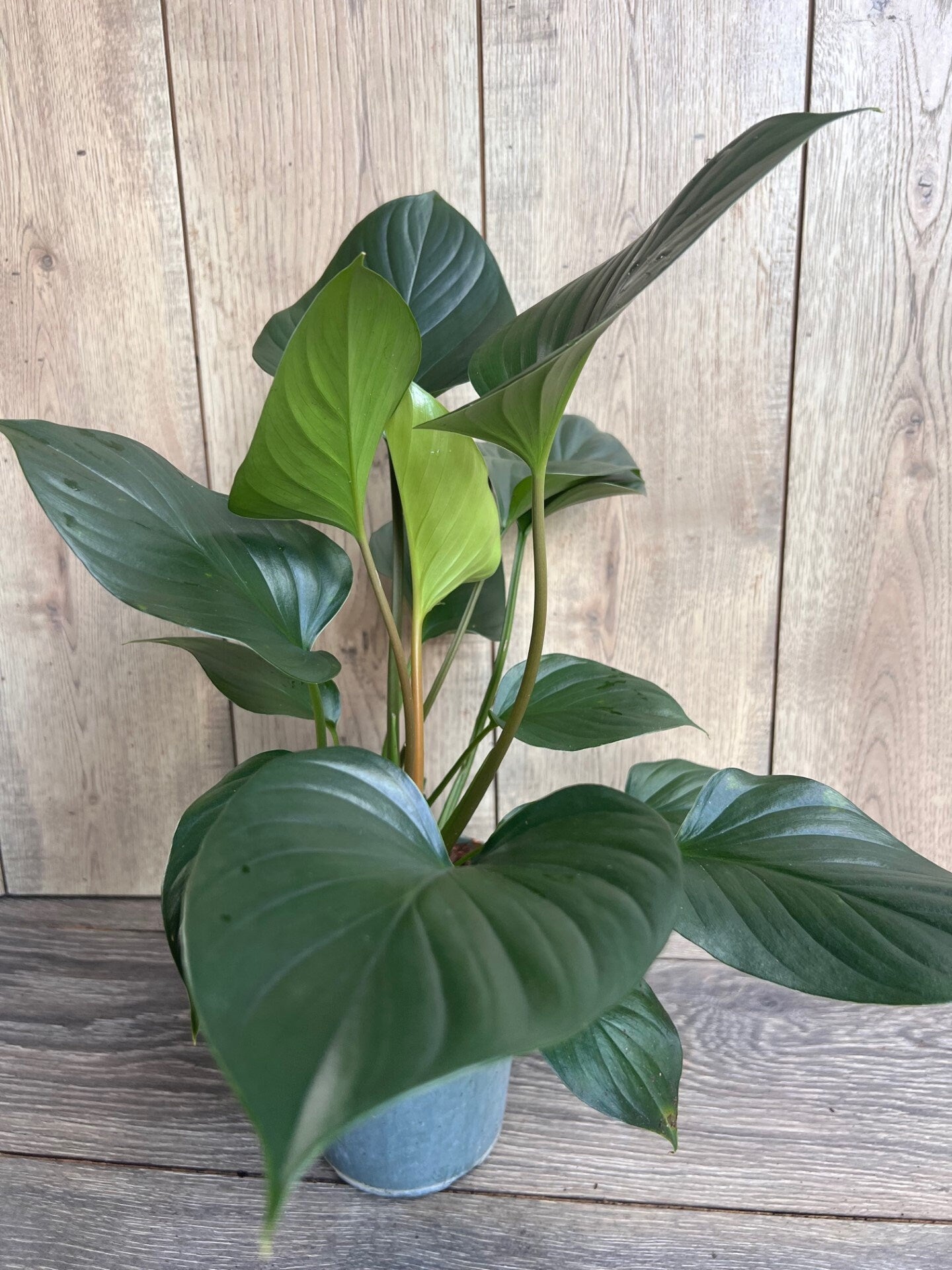 Homalomena Emerald Gem, in 6" iches pot, Hamalomena