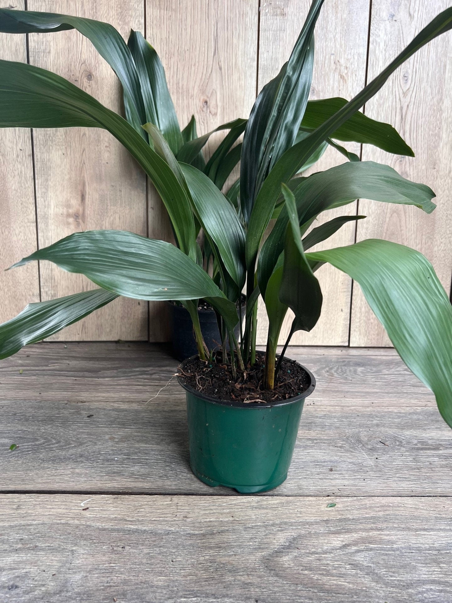 CAST IRON PLANT - Aspidistra elatior - 6" pot
