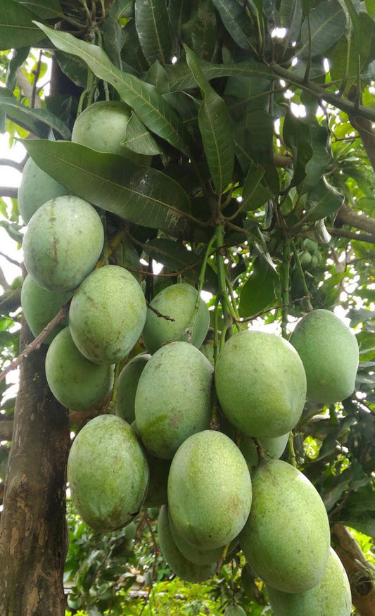 Ice Cream Mango Tree. grafted in 3 gallons pot, No Ship to CA and HI