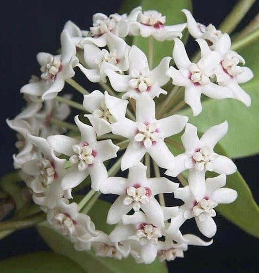 Hoya Australis Lisa in 6"Pot
