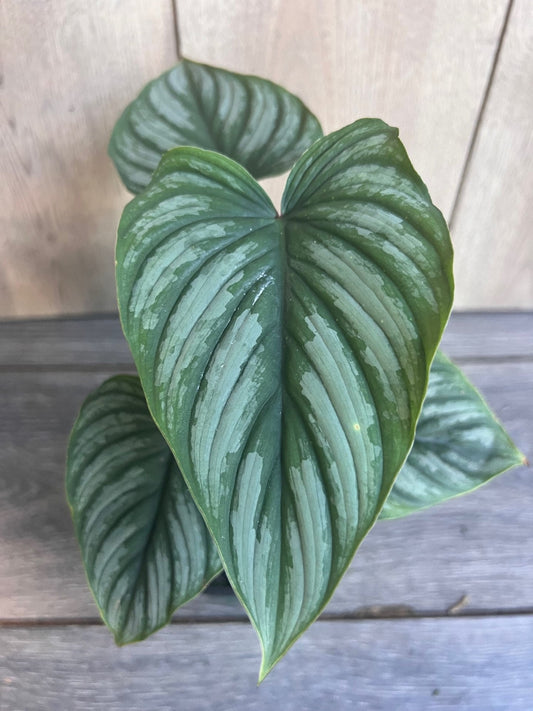 Philodendron Mamei in 4” Pot