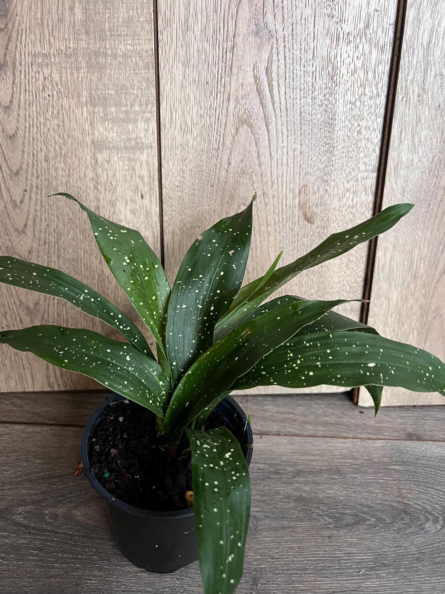 Aspidistra Elatior 'Milky Way' 4" Pot
