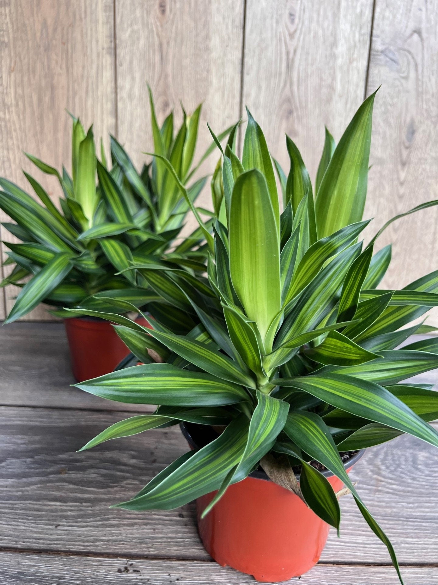 Song Of Jamaica in 6" Pot, Dracaena reflexa.