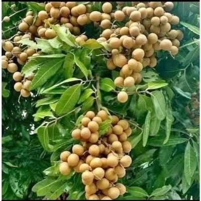 kohala longan in 1/2 gallon Pot,  air layered, lengkeng, kelengkeng,
