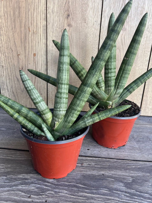Sansevieria Starfish in 4" pot, Bonzel