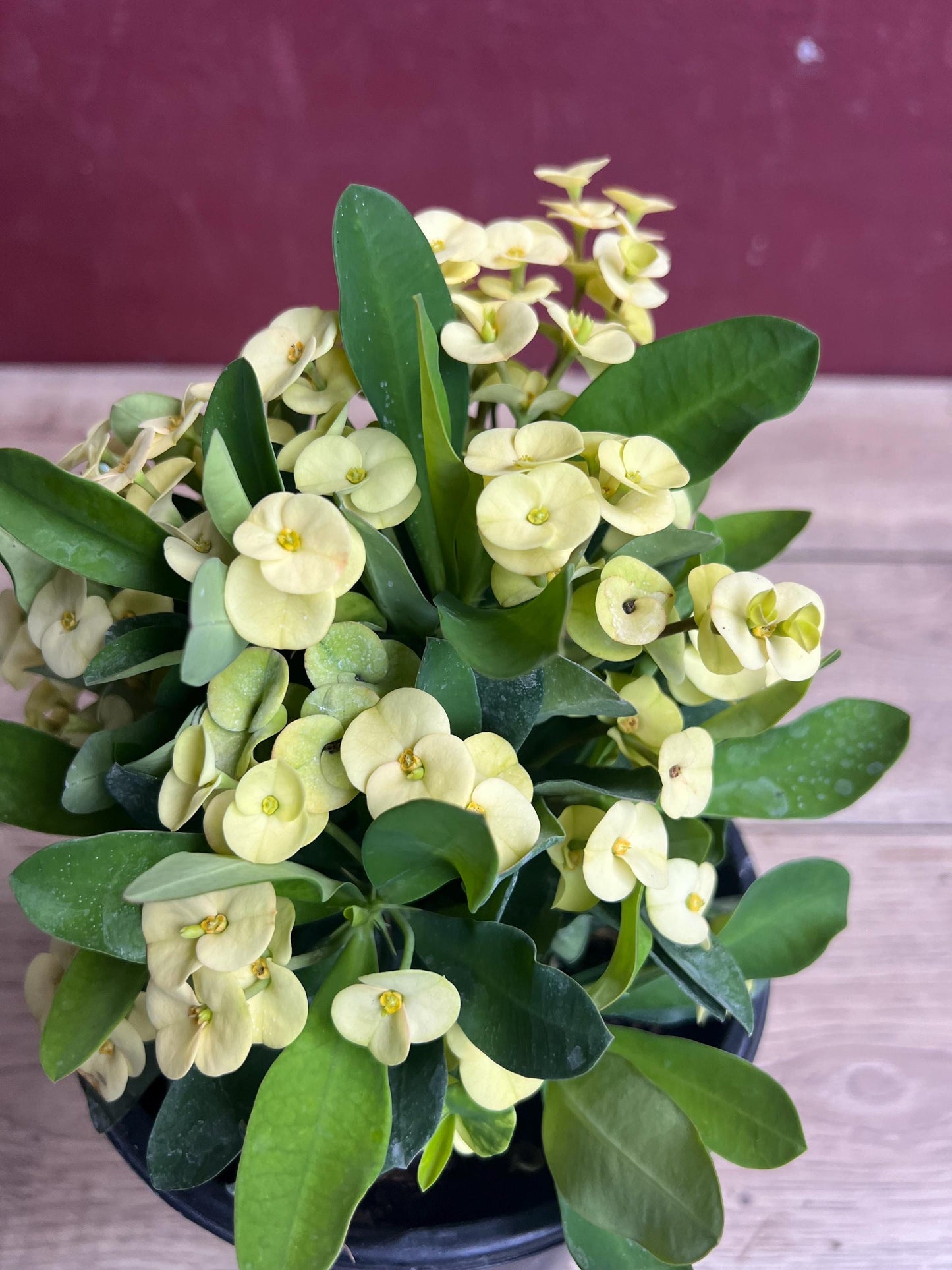Crown of Thorns, Yellow in 6" Pot, Euphorbia milii