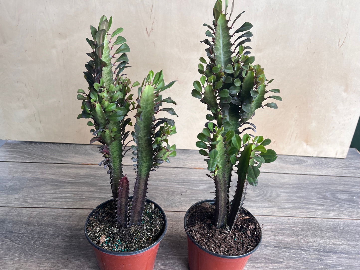 Trigona in 6", African Milk Tree, Cactus, Succulent, Live plant
