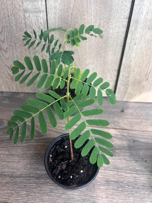 Tamarind tree, Tamarindus indica in 4" Pot, Pohon Asem