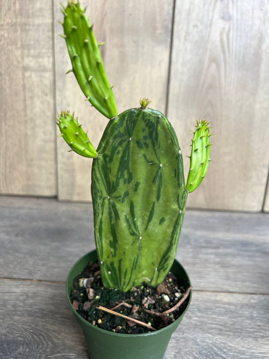 Variegated Opuntia, prickly pear variegated in 6" Pot, opuntia cactus