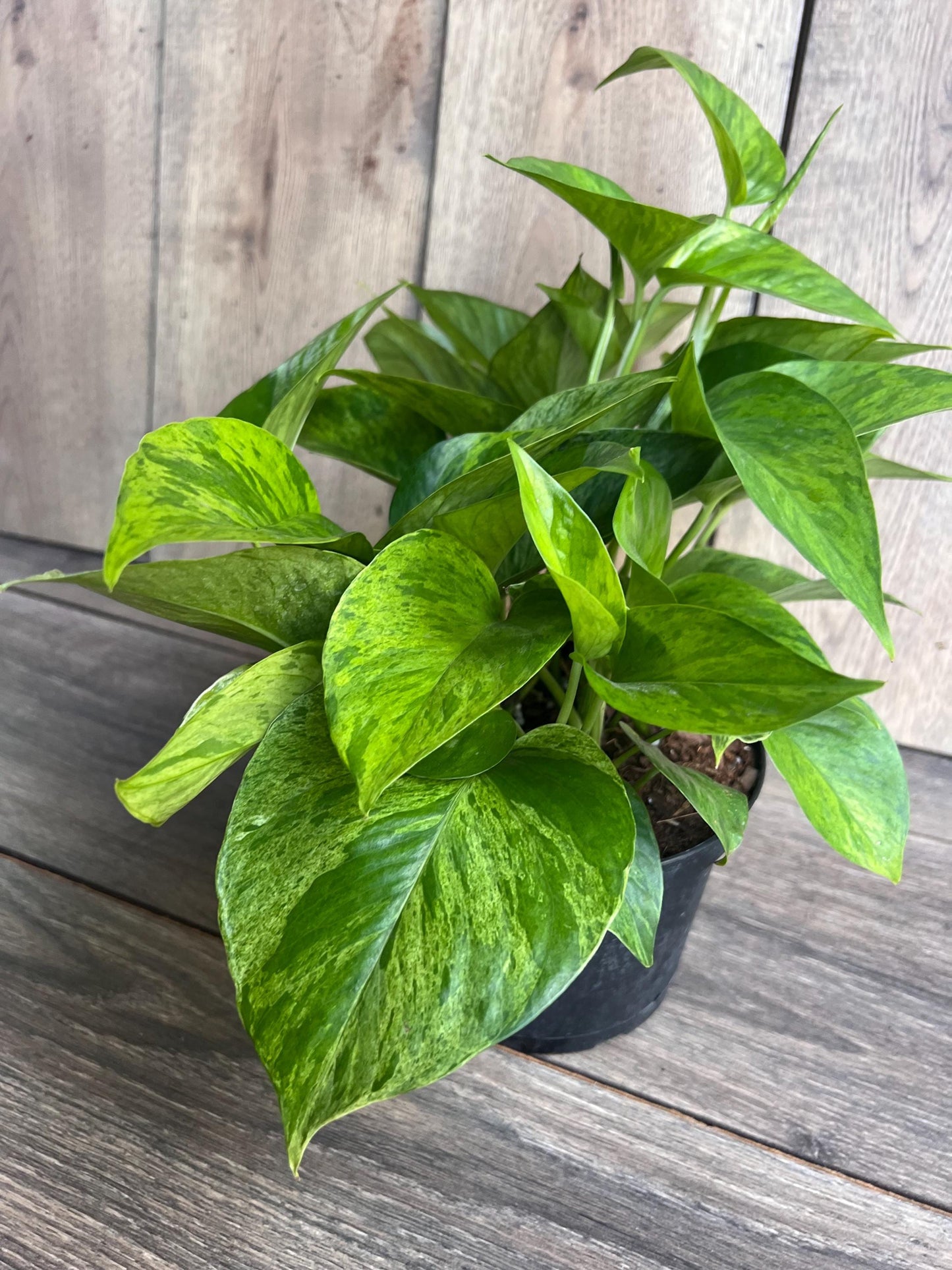 Jessenia pothos in 6", Epipremnum aureum 'Jessenia