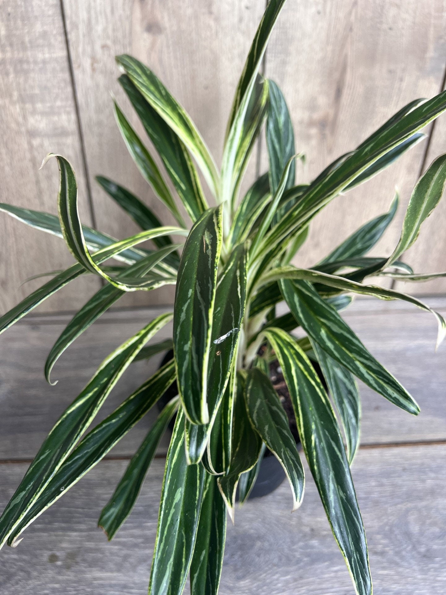 Aglaonema commutatum Rice in 6" Pot