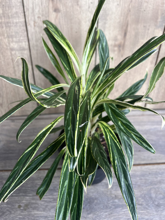 Aglaonema commutatum Rice in 6" Pot