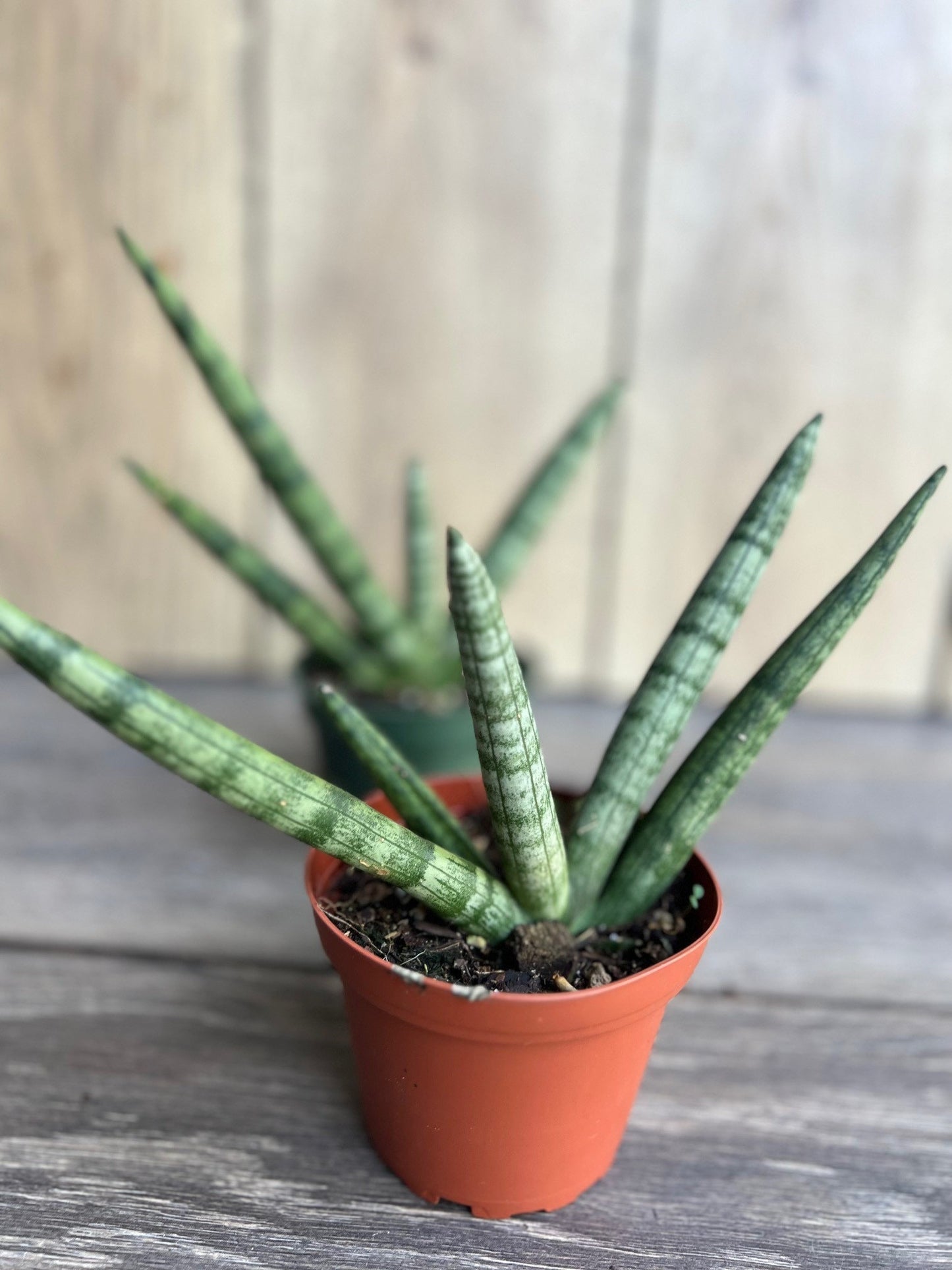 Sansevieria Starfish in 4" pot, Bonzel