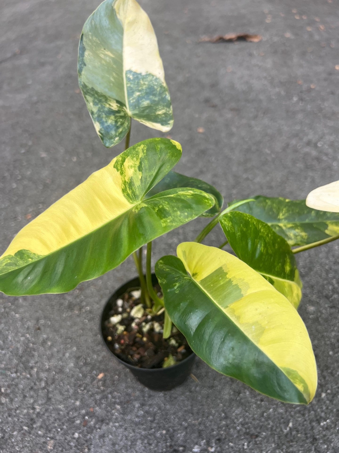 Variegated burle Marx in 4" Pot, aroid, Rare