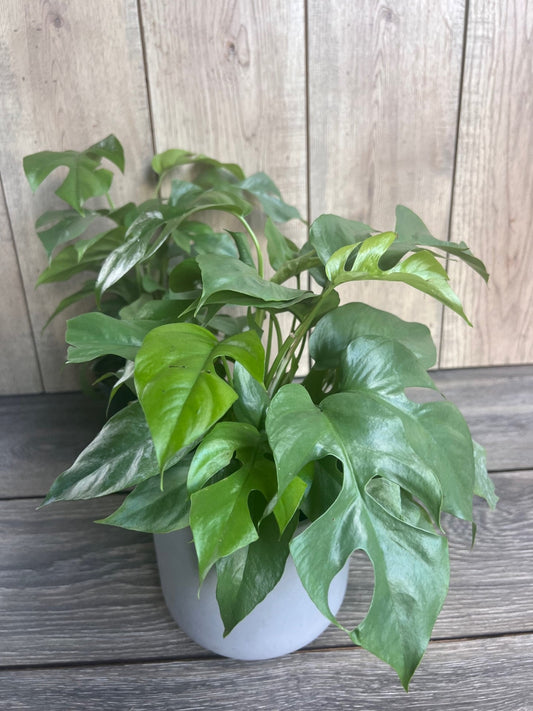 Rhaphidophora tetrasperma, Monstera Minima in 6" Pot