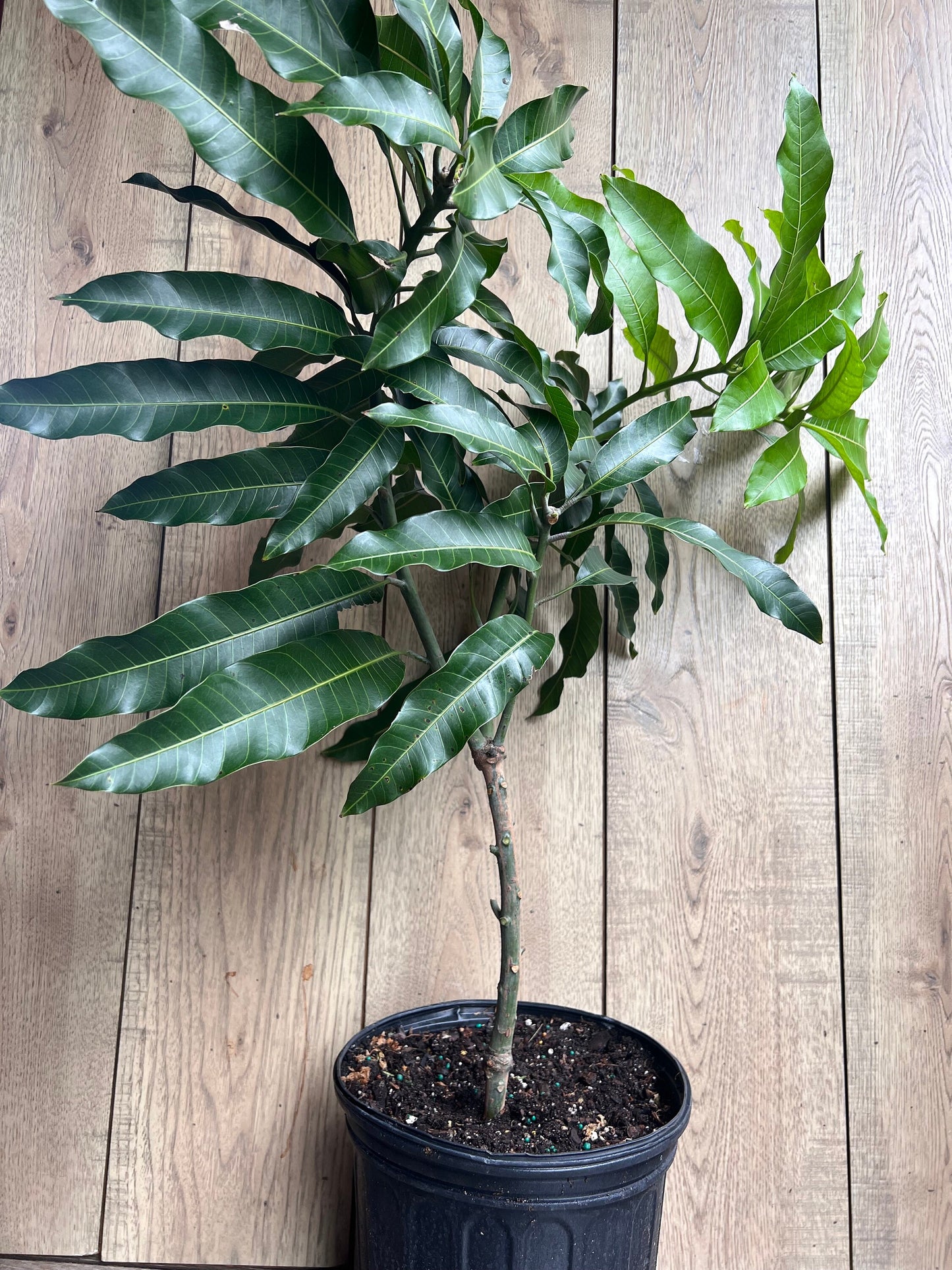 Alphonso mango Tree, Manguifera, grafted in 3 gallons pot, No Ship to  HI