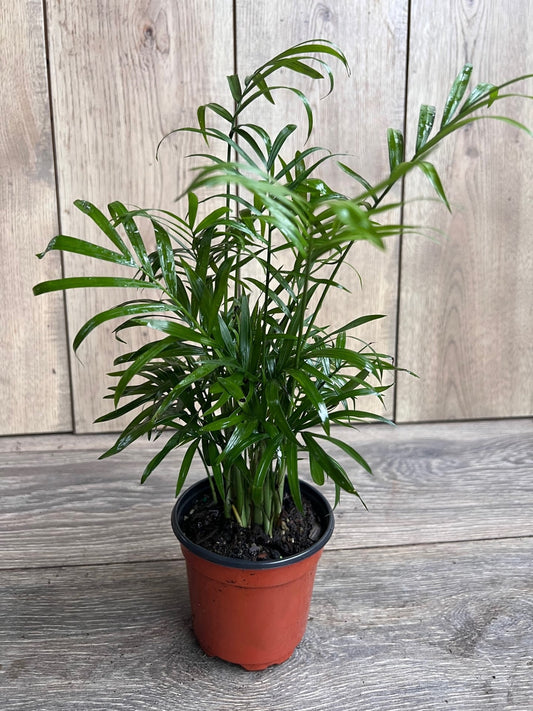 Neanthe Bella Palm in a 4" Pot, Parlor Palm - Chamaedorea Elegans