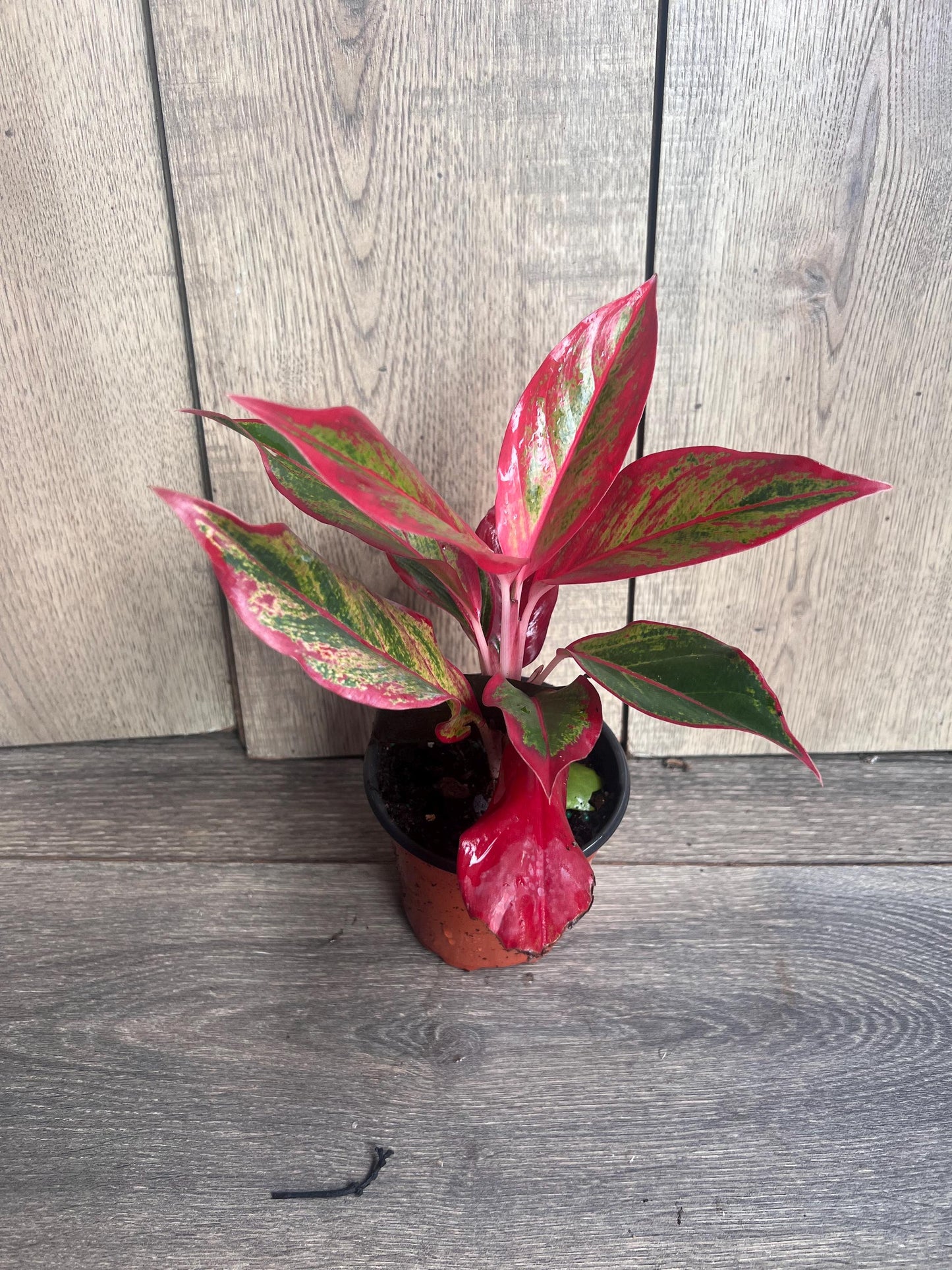 Aglaonema Red Creta in 4" Pot