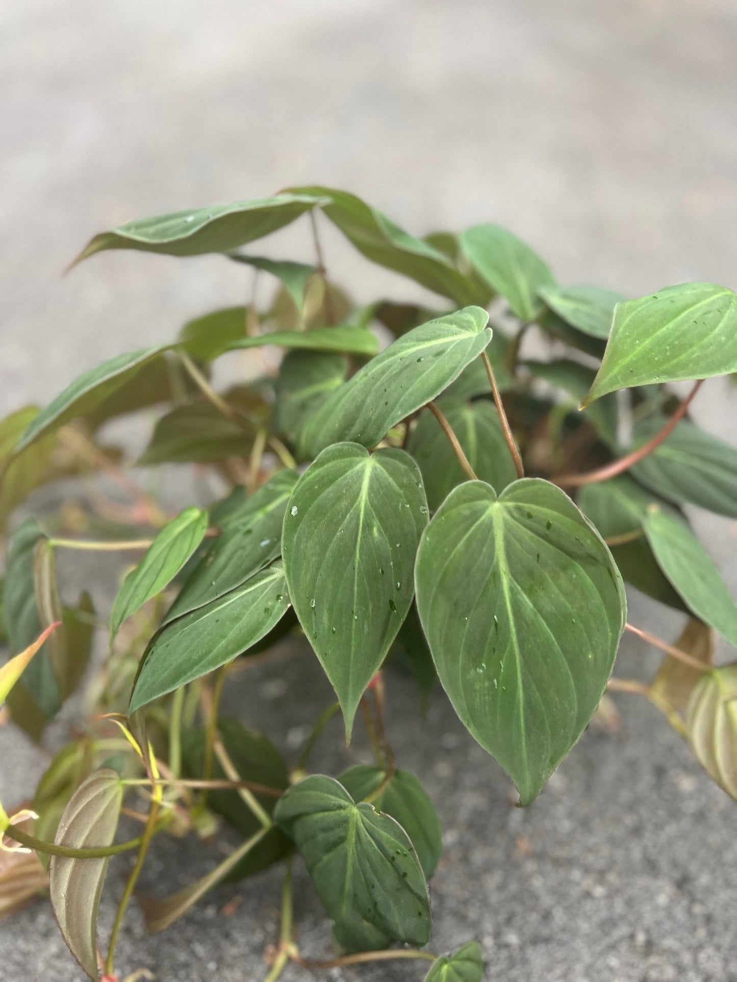 Philodendron Micans in 6" Pot