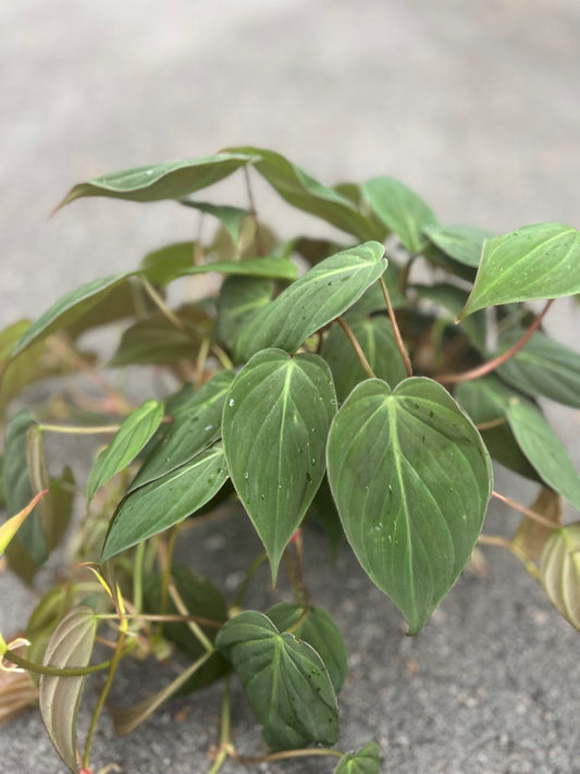 Philodendron Micans in 6" Pot