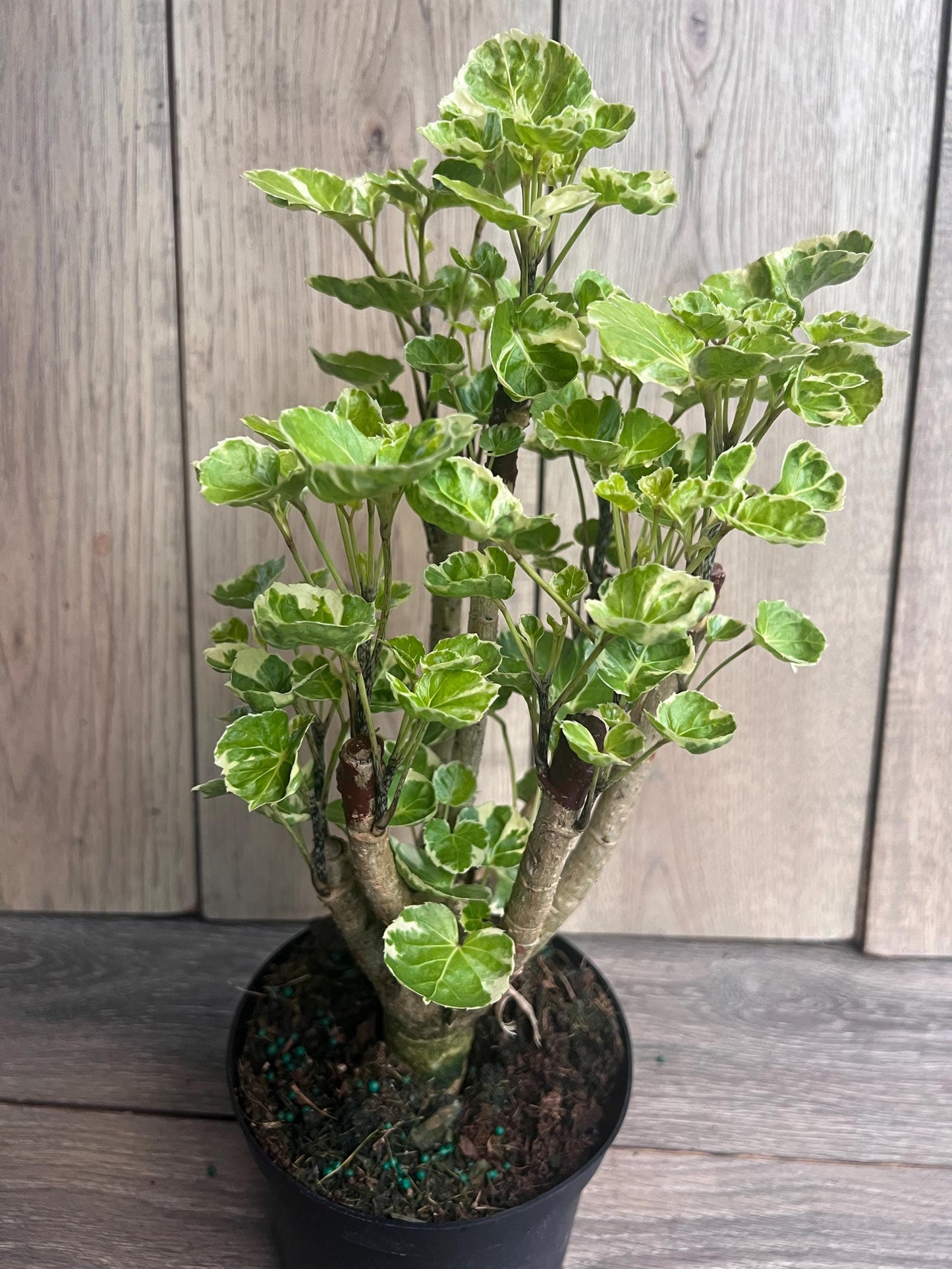 Aralia Balfour Variegated in 6" Pot,  Bonsai Tree, Live Indoor & Outdoor Tropical Houseplant,  Home and Office Decor