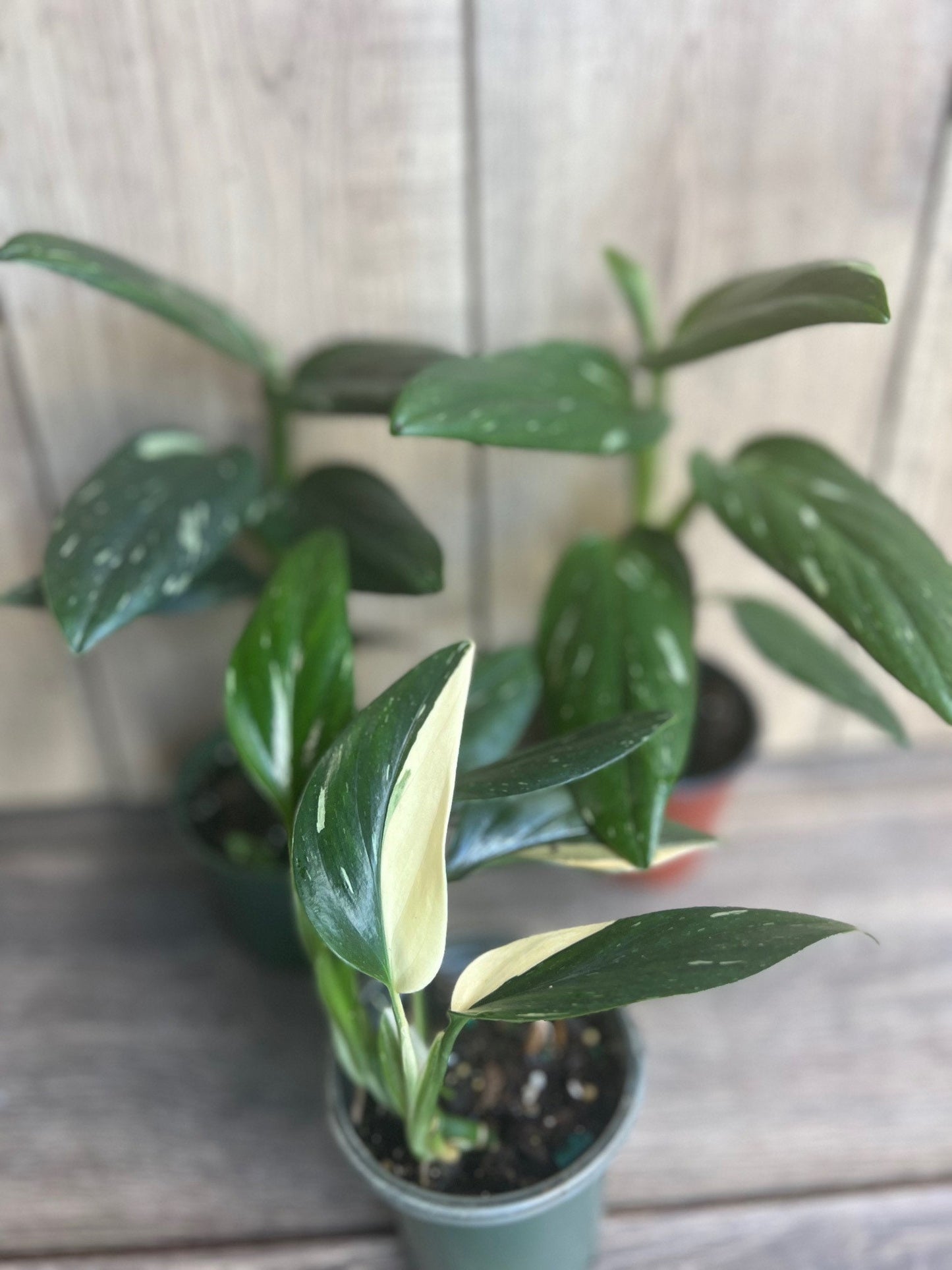 Monstera Standleyana Albo in 4" Pot , Philodendron Cobra